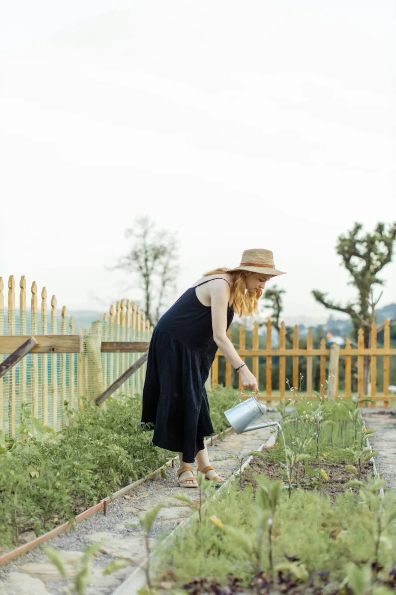 Fortes chaleurs au potager : quels effets sur les plantes et comment les protéger efficacement ?
