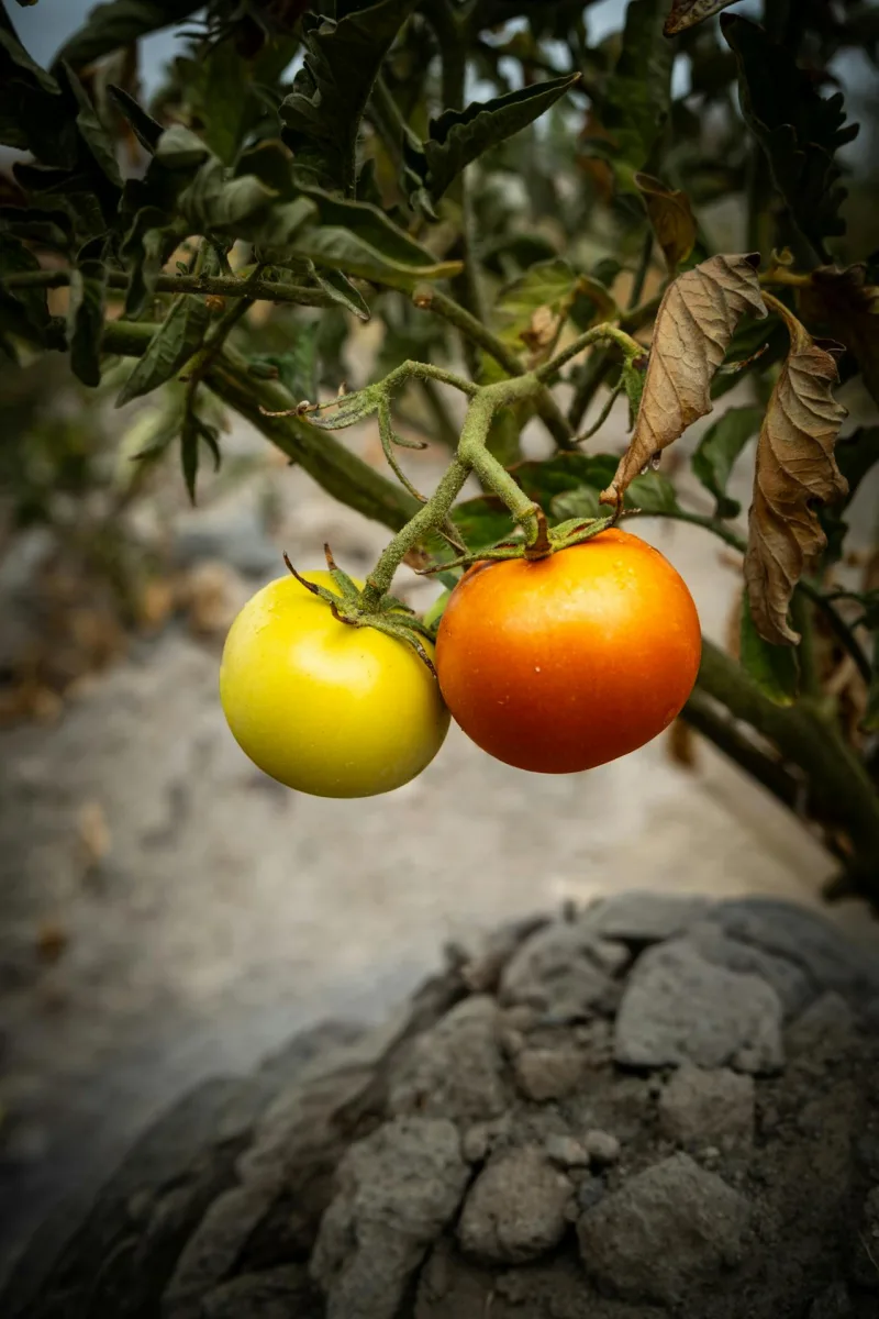 Mon plan de tomates pour une petite surface