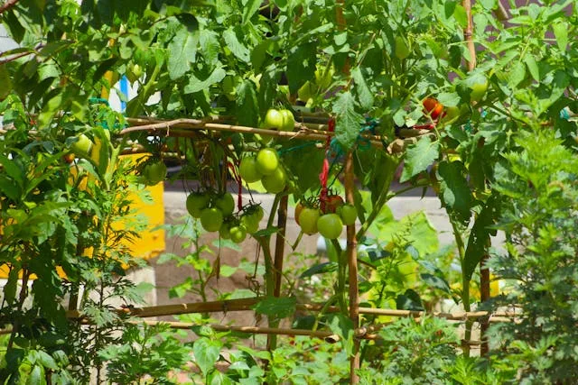 Mon plan de tomates pour une petite surface