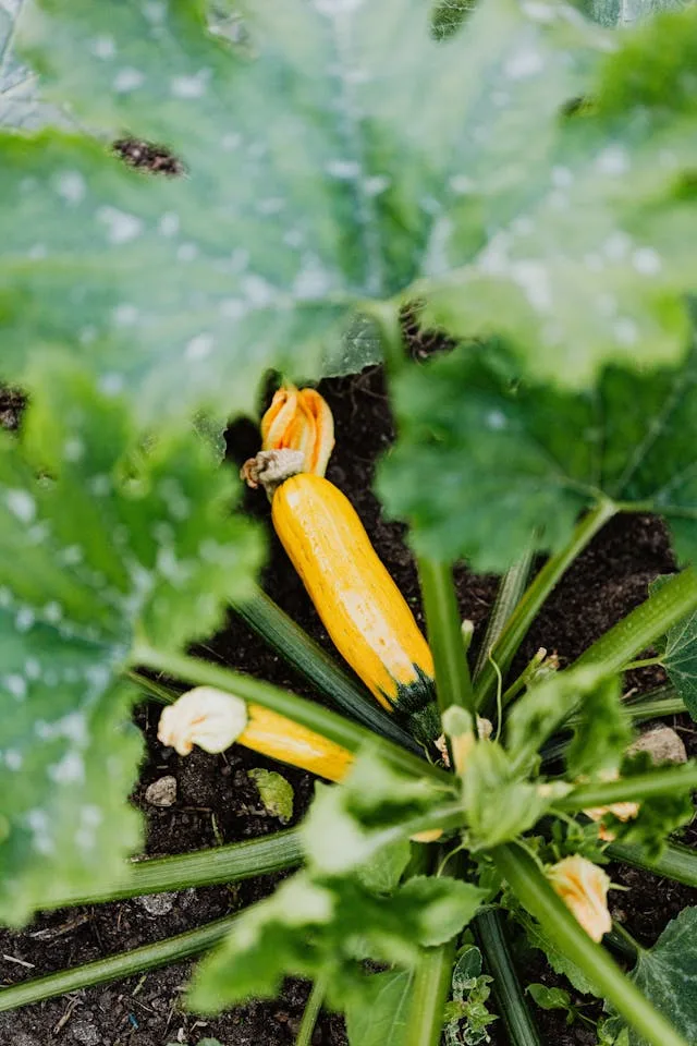 Comment j ai sauve mes courgettes apres une semaine de pluie