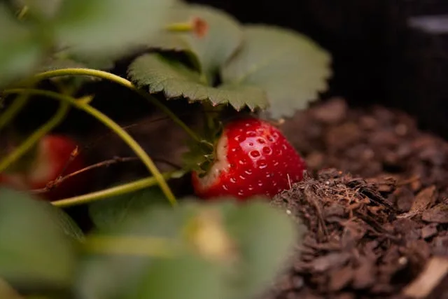 Journal de culture: fraisiers en bac