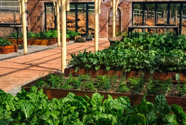 Plan de rotation sur quatre carres potagers