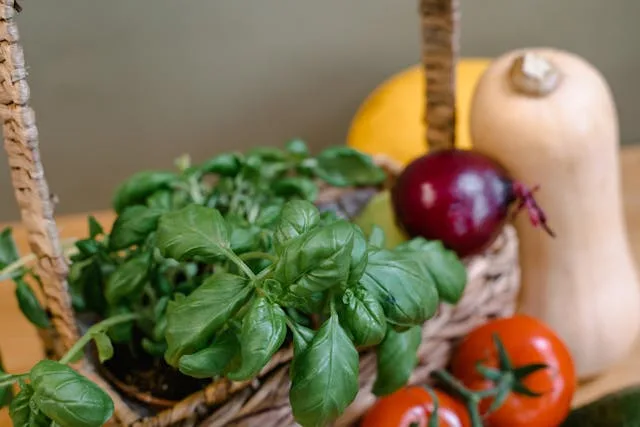 Association basilic tomate: mon retour apres un mois