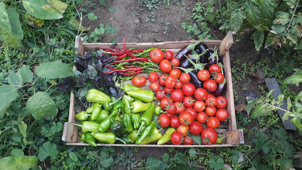 Les 15 légumes les plus faciles à cultiver quand on débute au potager