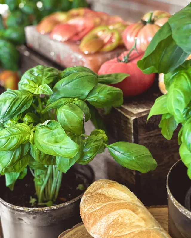 Association basilic tomate: mon retour apres un mois