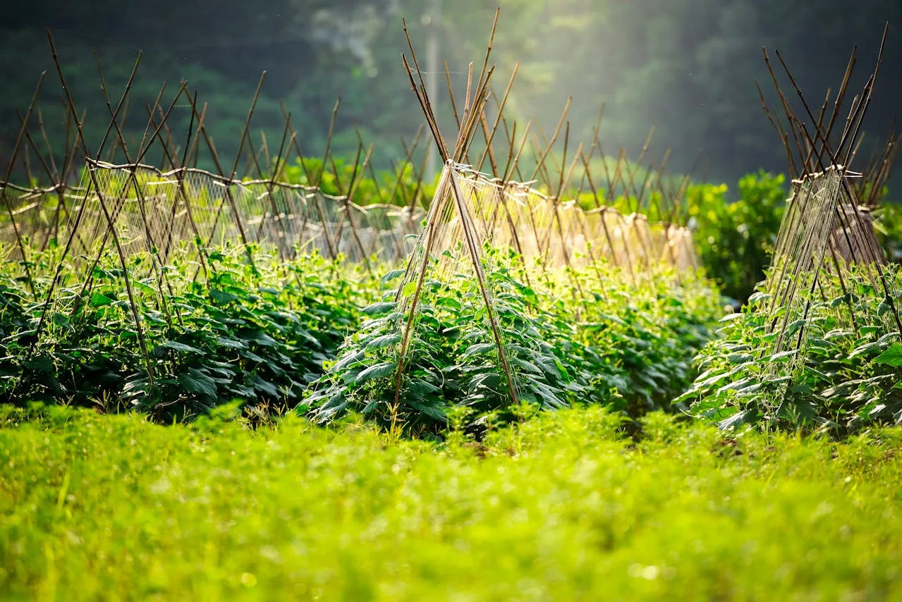 Calendrier complet des semis 2026 (France) – Potager productif toute l’année